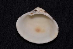 Lioconcha fastigiata