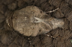 Caradrina atriluna