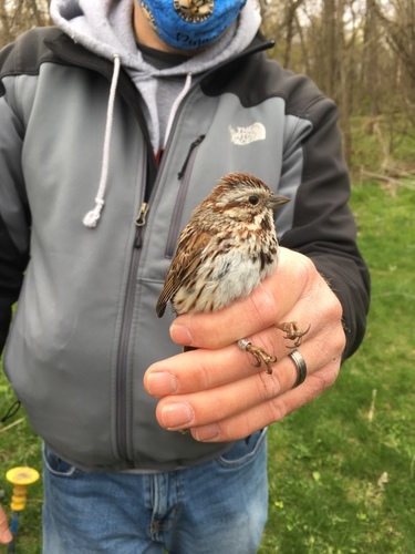 Song Sparrow photographed in Ohio