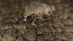 Caradrina atriluna