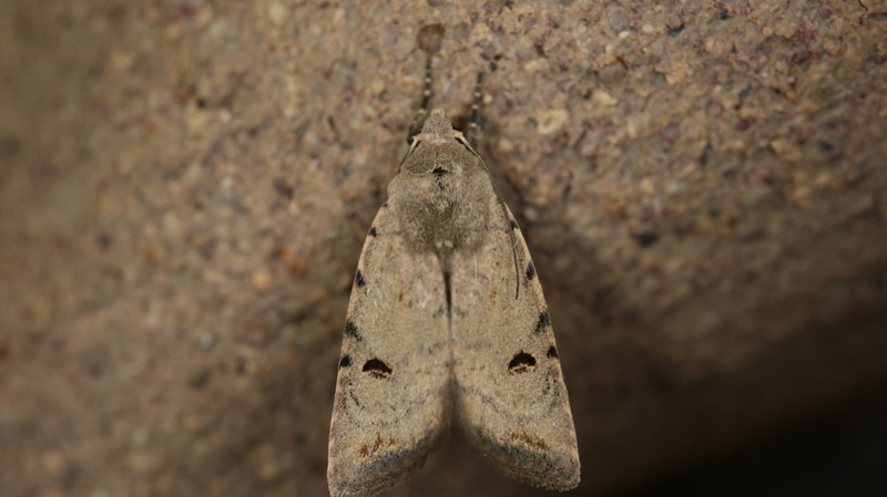 Caradrina atriluna