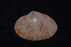 Mactra achatina