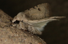 Caradrina atriluna