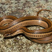 Cope's Mountain Meadow Snake - Photo (c) Iván Trinidad Ahumada Carrillo, some rights reserved (CC BY-NC), uploaded by Iván Trinidad Ahumada Carrillo