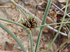 Cyperus capitatus