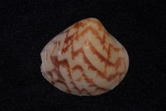 Lioconcha fastigiata