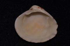 Lioconcha fastigiata