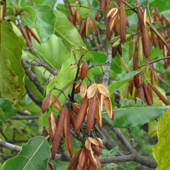 Ladenbergia oblongifolia