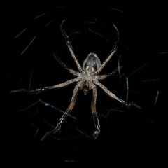 Cyphalonotus
