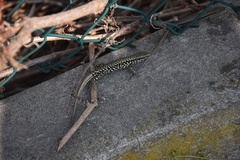 Podarcis muralis maculiventris