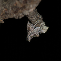 Cyphalonotus