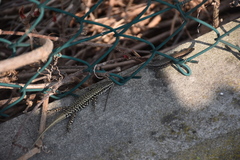 Podarcis muralis maculiventris
