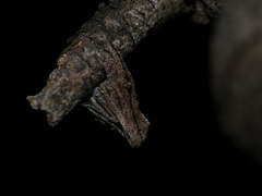 Cyphalonotus