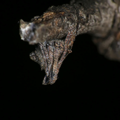 Cyphalonotus