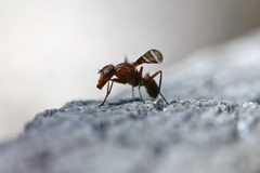 Tritoxa cuneata