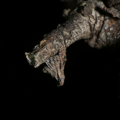 Cyphalonotus