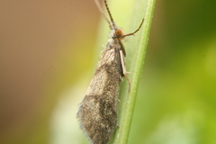 Pycnocentrodes aeris