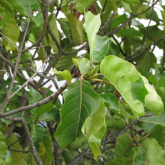 Ladenbergia oblongifolia