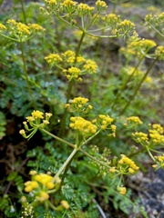Lomatium hallii