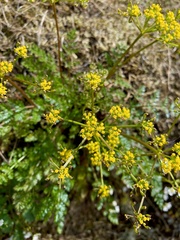 Lomatium hallii