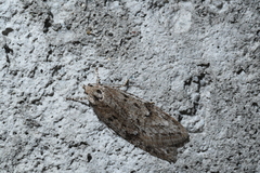 Semioscopis megamicrella