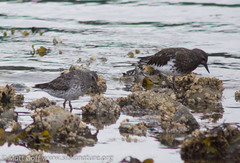 Calidris ptilocnemis