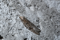 Semioscopis megamicrella