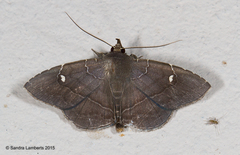 Gracilopsis guianensis