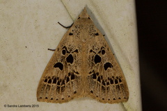 Herminodes atrosignata