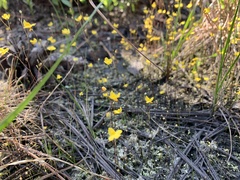 Utricularia subulata