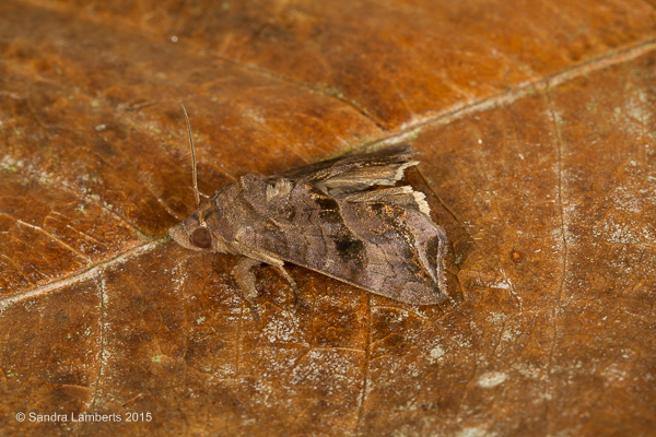 Oraesia excitans