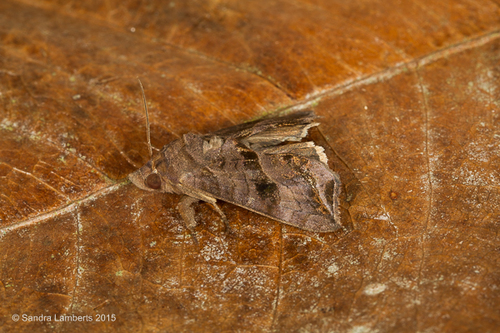 Oraesia excitans