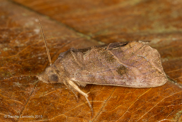 Oraesia serpens