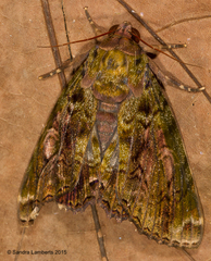 Pararcte schneideriana