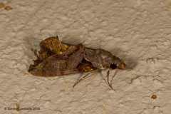 Plusiodonta clavifera