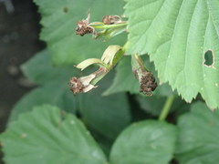 Rubus