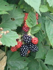Rubus