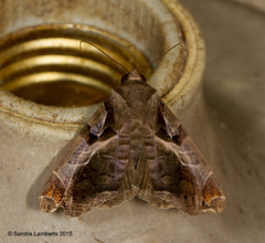 Calyptis idonea