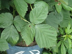Rubus