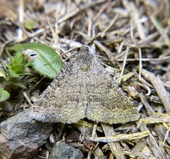 Matigramma pulverilinea