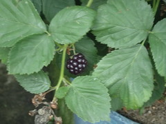 Rubus