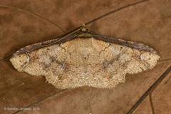 Erebostrota stenelea