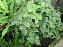 Rubus
