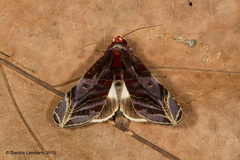 Hemicephalis alesa