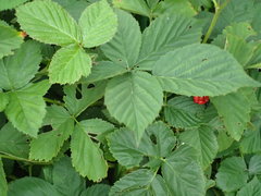 Rubus