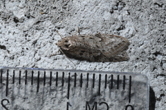 Semioscopis megamicrella