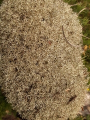 Cladonia mediterranea
