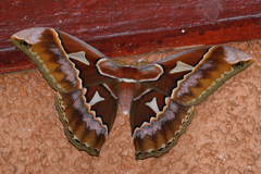 Rothschildia triloba