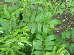 Sanguisorba officinalis