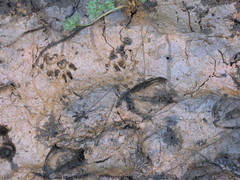 Gallionellaceae